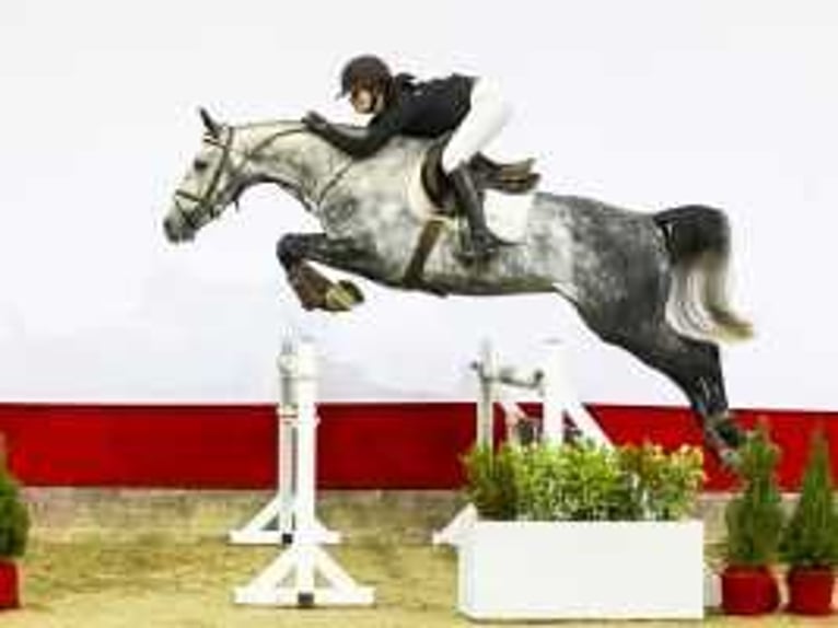 KWPN Gelding 4 years 16,1 hh Gray in Waddinxveen