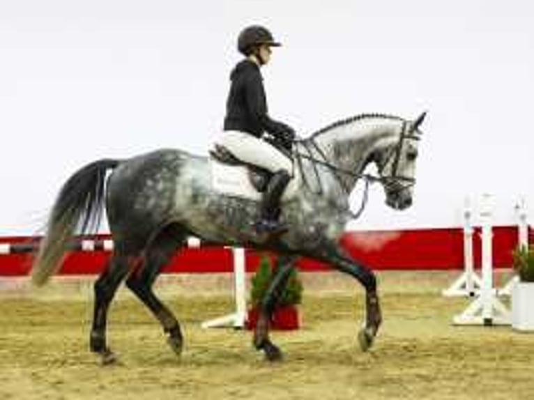 KWPN Gelding 4 years 16,1 hh Gray in Waddinxveen