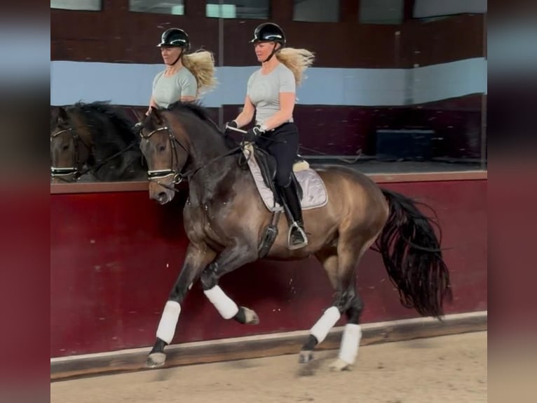 KWPN Gelding 4 years 16.2 hh Bay-Dark in Akersloot