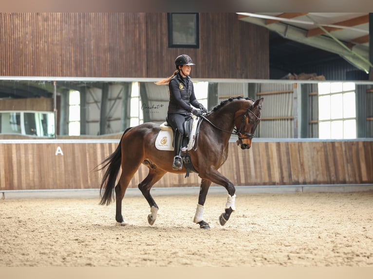 KWPN Gelding 4 years 16,2 hh Bay-Dark in Harlingen