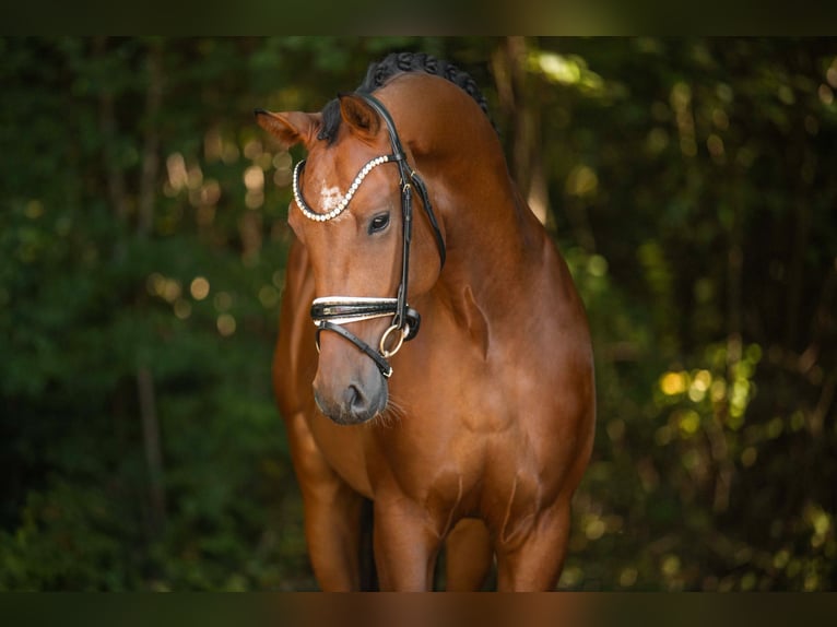 KWPN Gelding 4 years 16,2 hh Bay-Dark in Wehringen