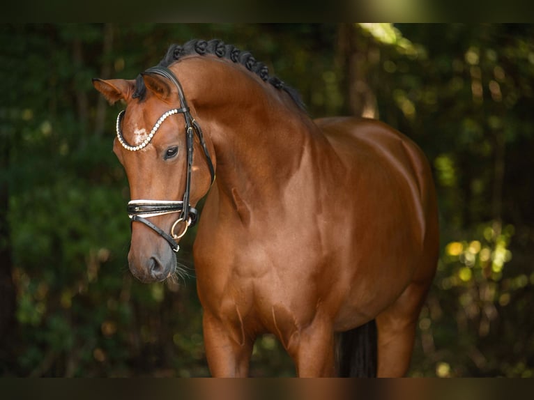 KWPN Gelding 4 years 16,2 hh Bay-Dark in Wehringen