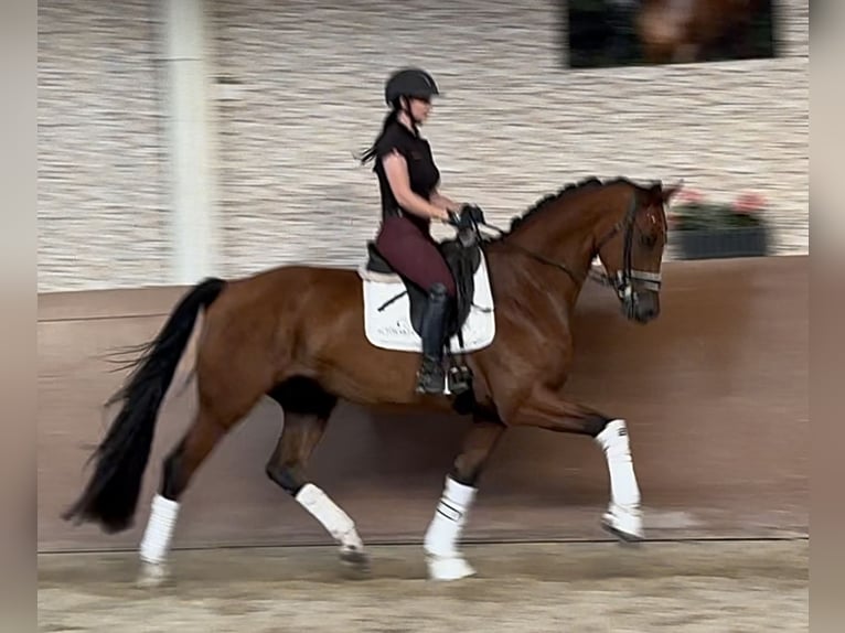 KWPN Gelding 4 years 16,2 hh Bay-Dark in Wehringen