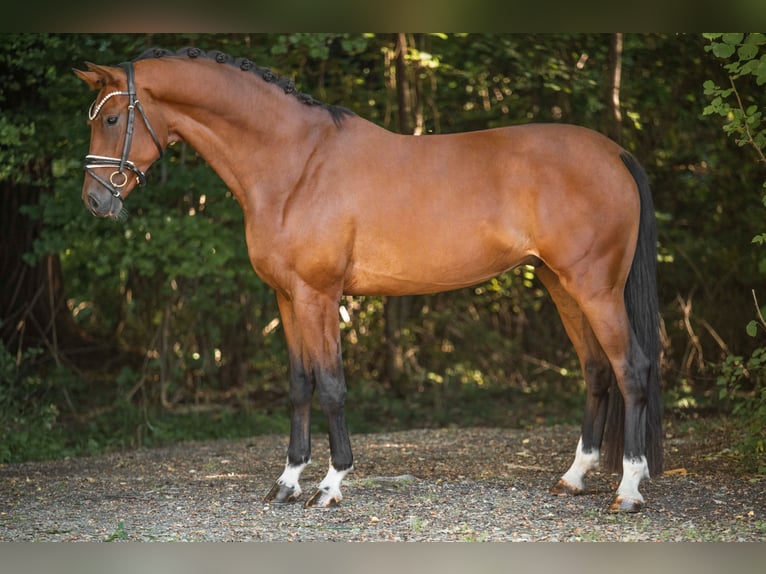 KWPN Gelding 4 years 16,2 hh Bay-Dark in Wehringen