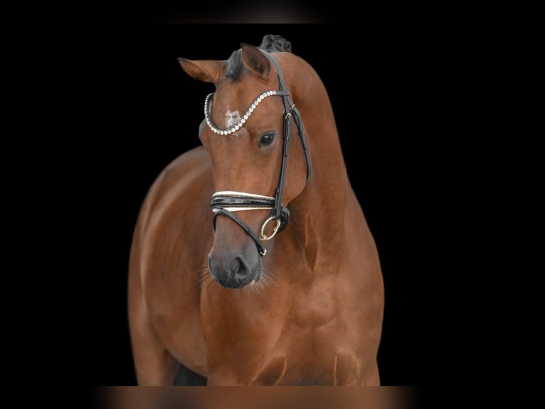 KWPN Gelding 4 years 16,2 hh Bay-Dark in Wehringen