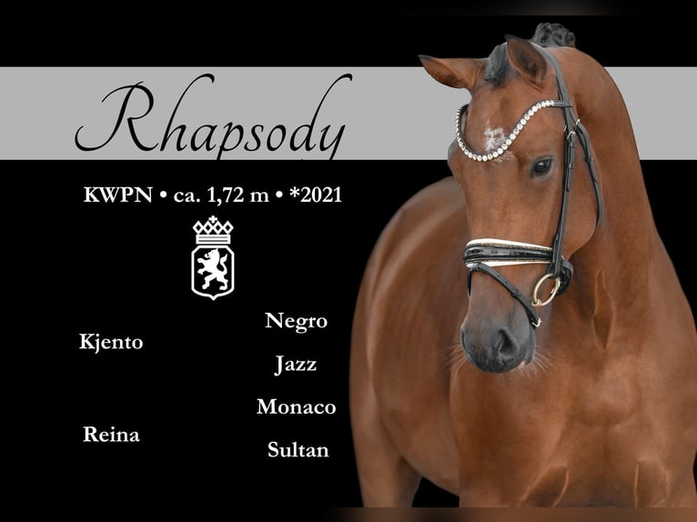 KWPN Gelding 4 years 16,2 hh Bay-Dark in Wehringen