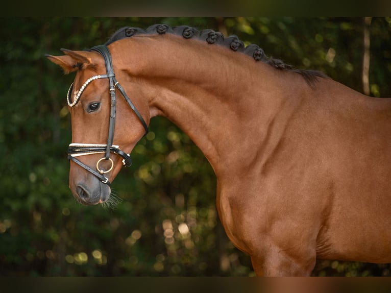 KWPN Gelding 4 years 16,2 hh Bay-Dark in Wehringen