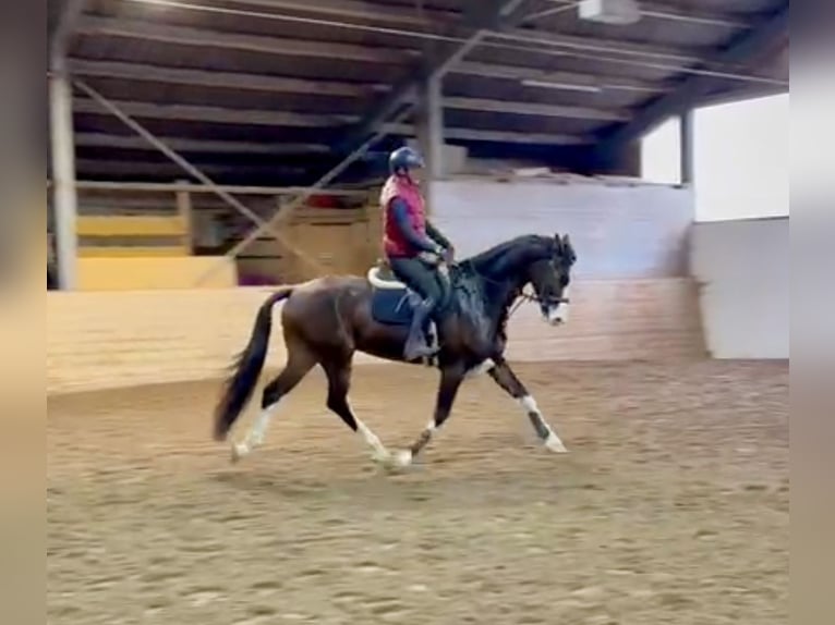 KWPN Gelding 4 years 16,2 hh Bay-Dark in Pelmberg