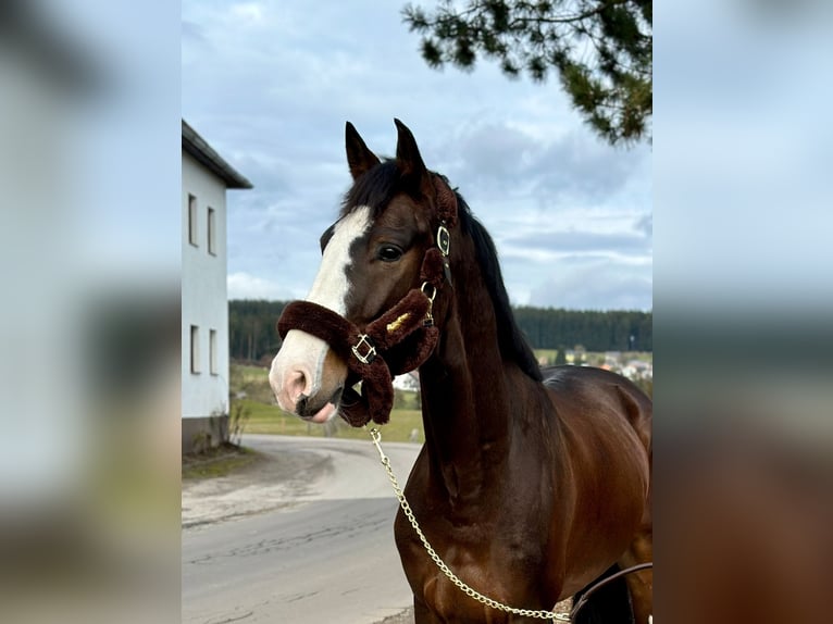 KWPN Gelding 4 years 16,2 hh Bay-Dark in Pelmberg