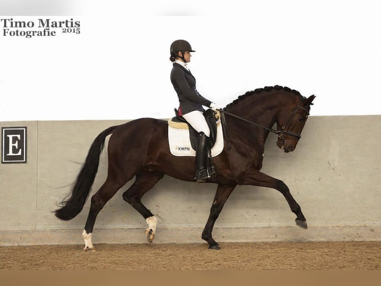KWPN Gelding 4 years 16.2 hh Black in Bergen aan Zee