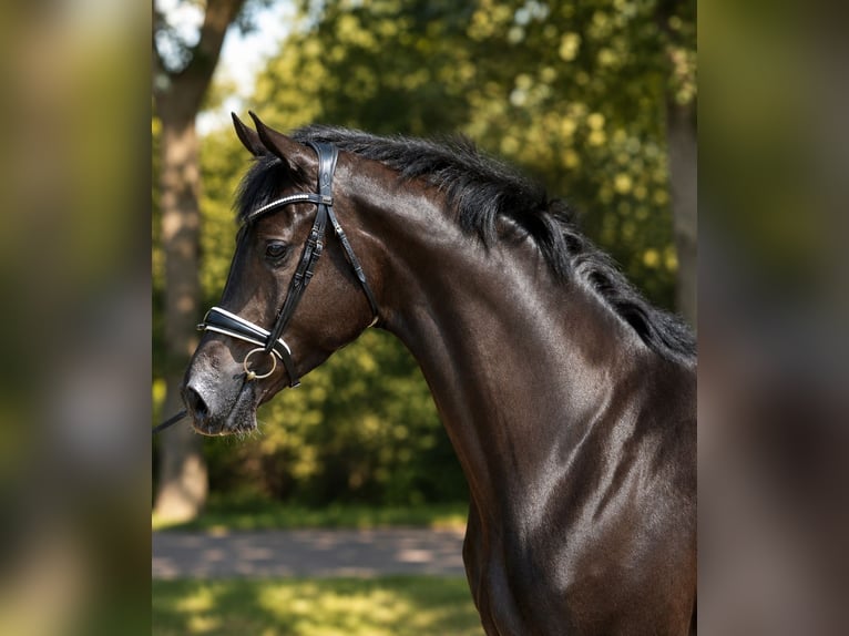 KWPN Gelding 4 years 16.2 hh Black in Diever
