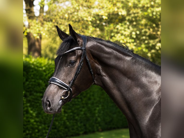 KWPN Gelding 4 years 16.2 hh Black in Diever