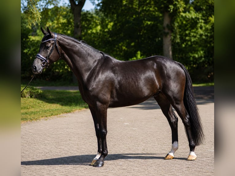 KWPN Gelding 4 years 16.2 hh Black in Diever