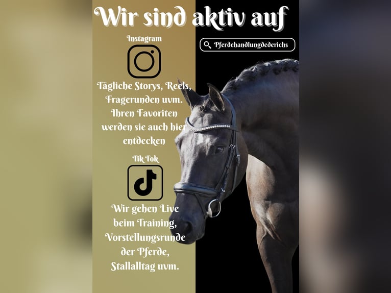 KWPN Gelding 4 years 16,2 hh Black in Nettersheim