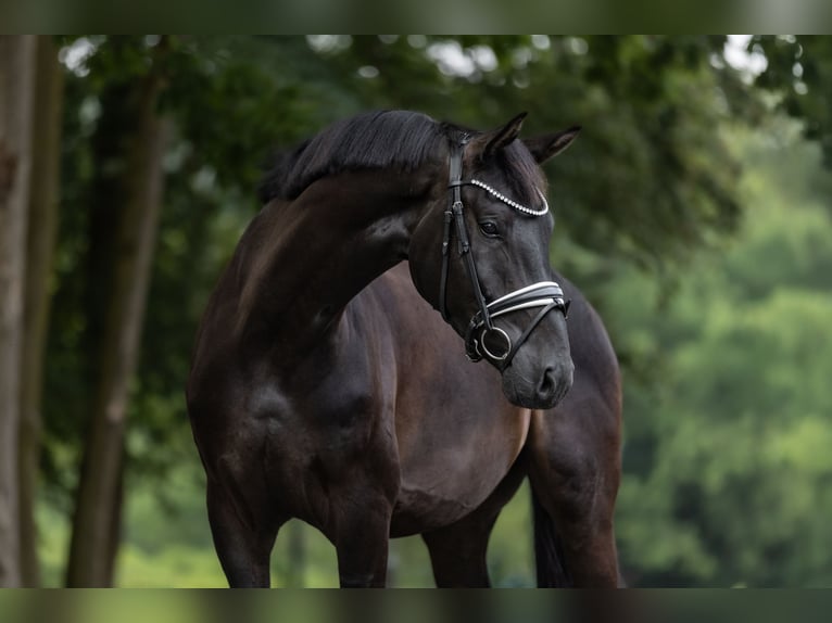 KWPN Gelding 4 years 16.2 hh Black in Windhagen