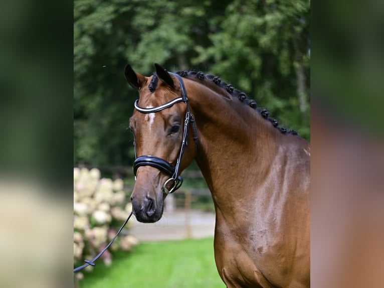 KWPN Gelding 4 years 16,2 hh Brown in de wijk