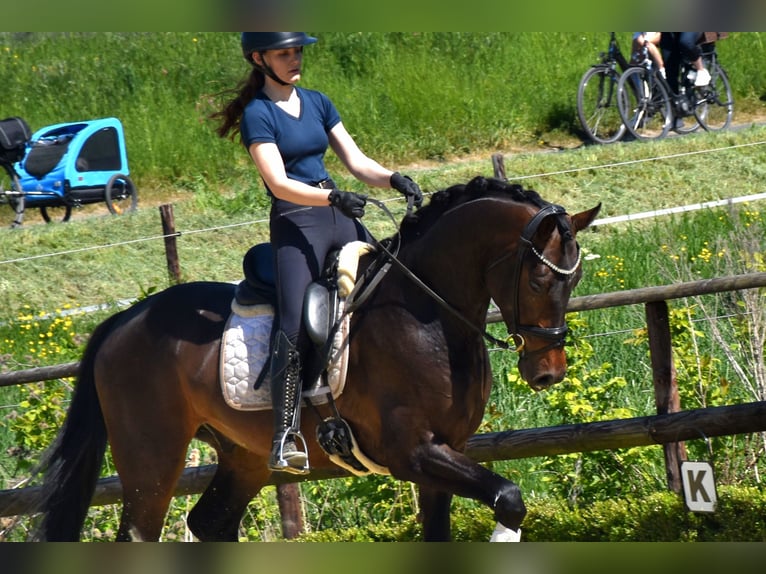KWPN Gelding 4 years 16.2 hh Brown in Neuss
