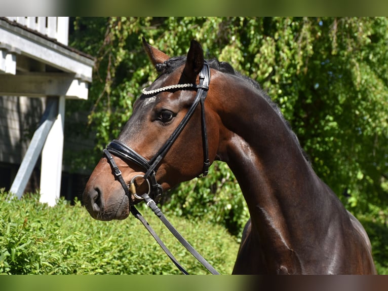 KWPN Gelding 4 years 16.2 hh Brown in Neuss
