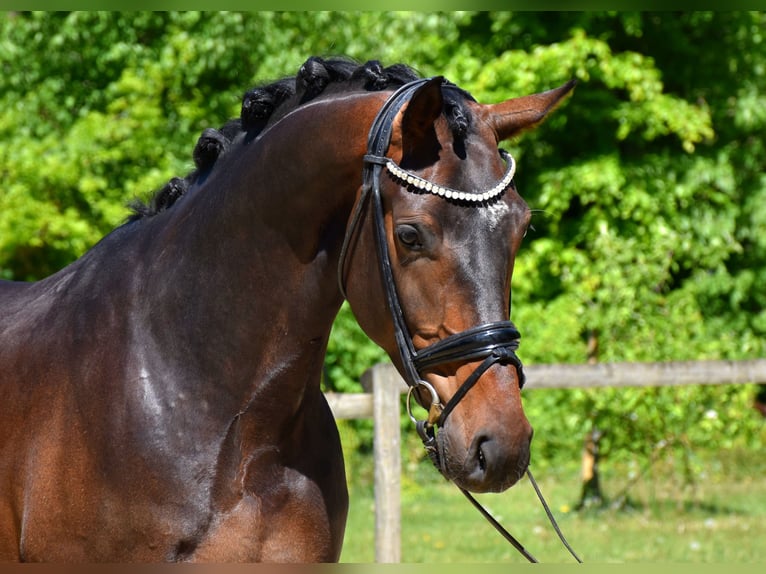 KWPN Gelding 4 years 16.2 hh Brown in Neuss