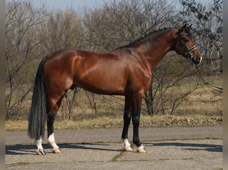 KWPN Gelding 4 years 16,2 hh Brown in Hamburg