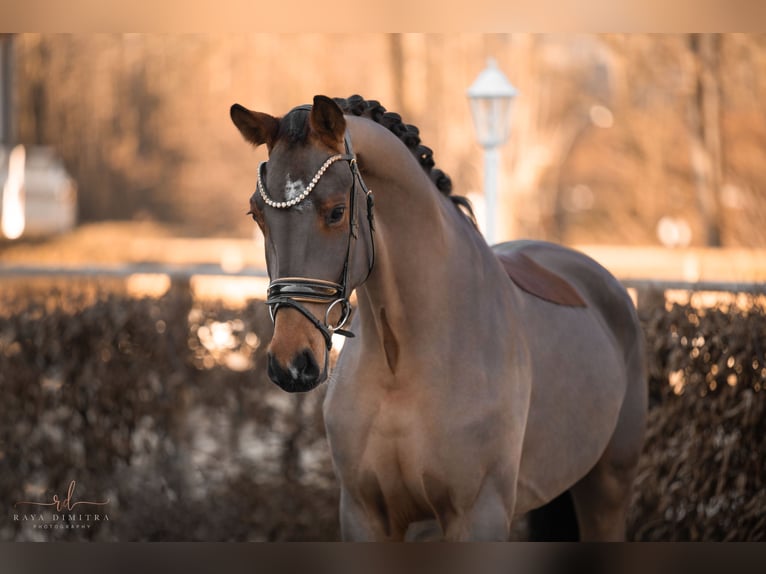 KWPN Gelding 4 years 16,2 hh Brown in Wehringen