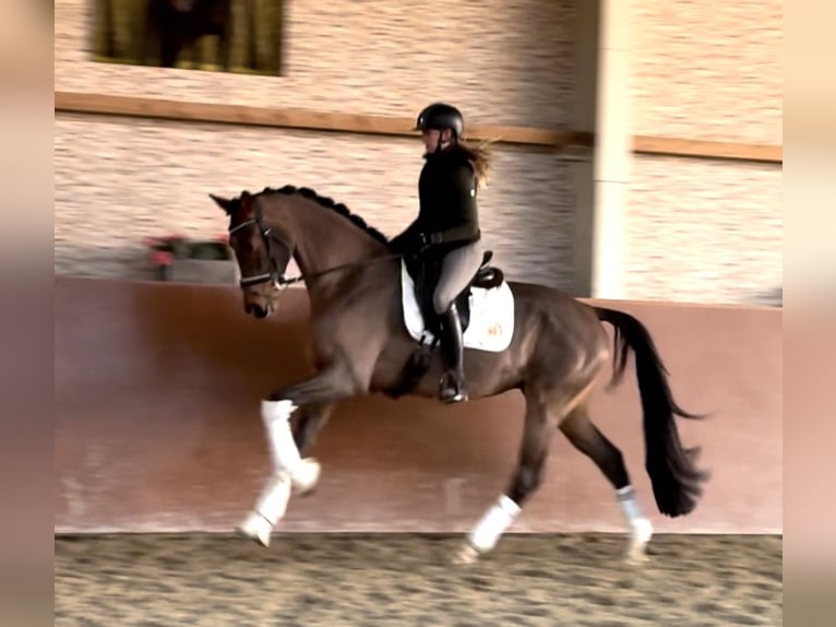 KWPN Gelding 4 years 16,2 hh Brown in Wehringen