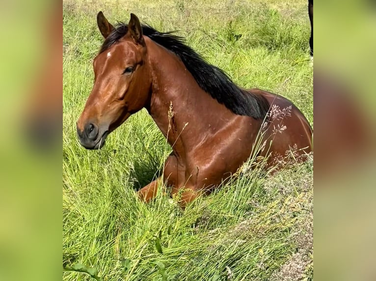 KWPN Gelding 4 years 16.2 hh Brown in Miltenberg