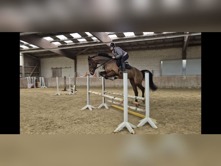 KWPN Gelding 4 years 16.2 hh Brown in Königsbach-Stein