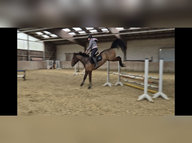 KWPN Gelding 4 years 16.2 hh Brown in Königsbach-Stein