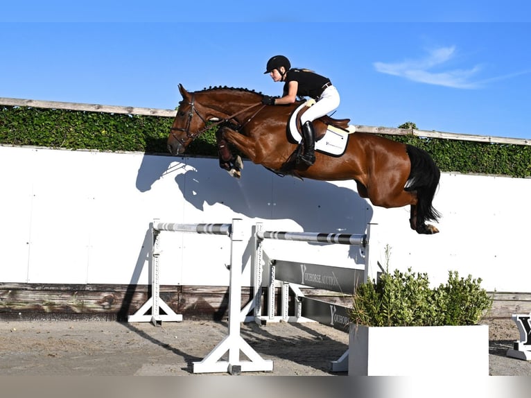 KWPN Gelding 4 years 16.2 hh Brown in Waddinxveen