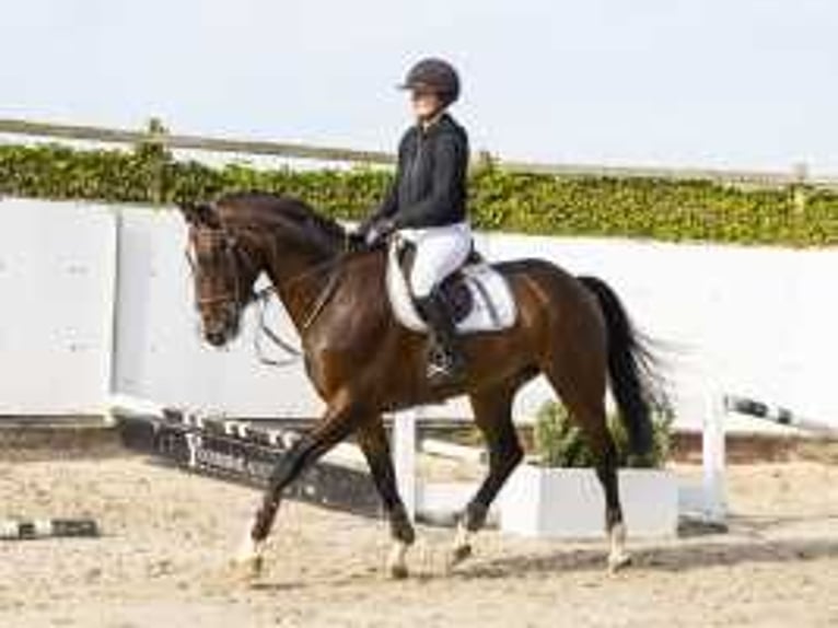 KWPN Gelding 4 years 16,2 hh Brown in Waddinxveen