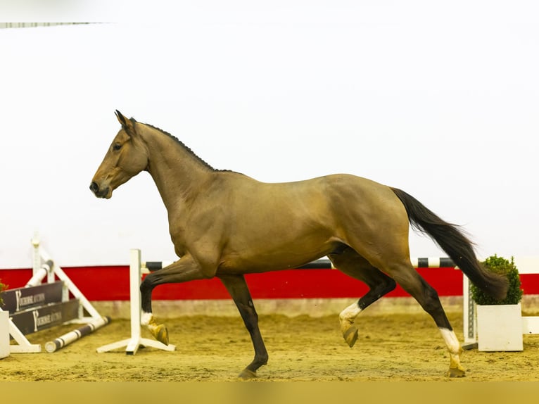 KWPN Gelding 4 years 16,2 hh Brown in Waddinxveen