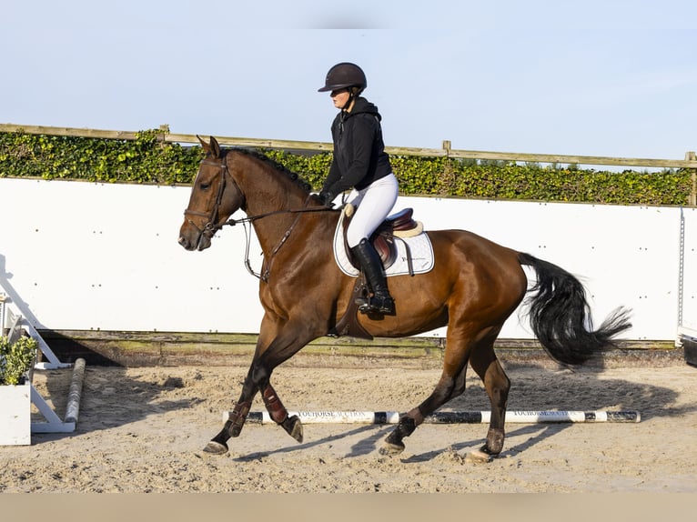 KWPN Gelding 4 years 16,2 hh Brown in Waddinxveen