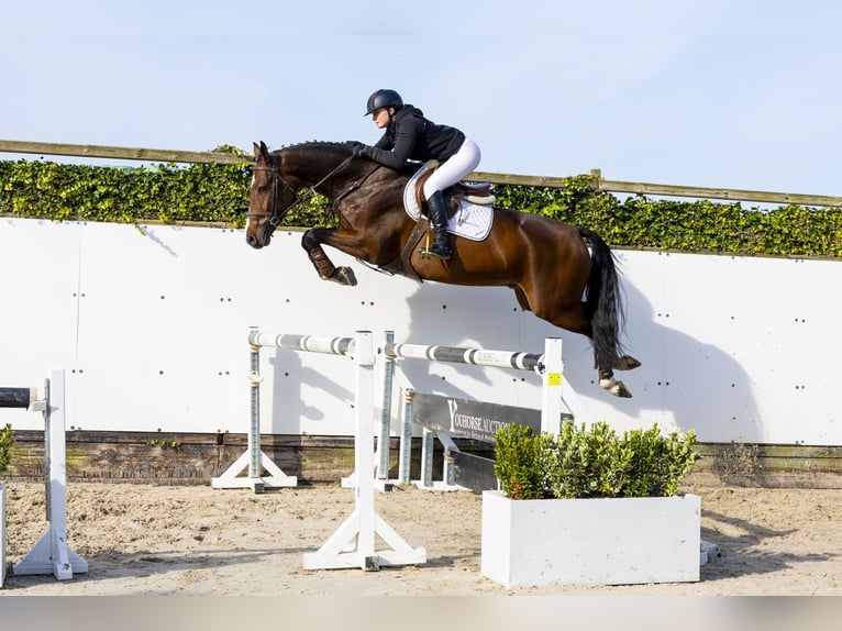 KWPN Gelding 4 years 16,2 hh Brown in Waddinxveen