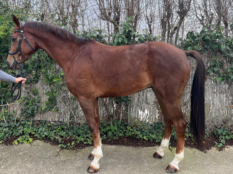 KWPN Gelding 4 years 16,2 hh Chestnut in Los Palacios Y Villafranca