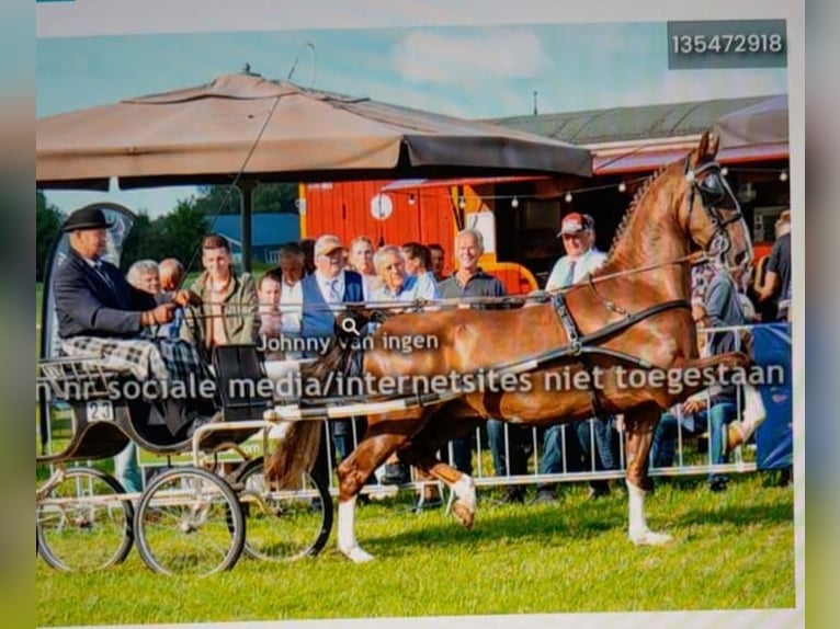 KWPN Gelding 4 years 16,2 hh Chestnut-Red in Putten