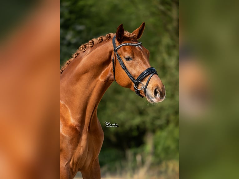 KWPN Gelding 4 years 16.2 hh Chestnut-Red in Aalsmeer