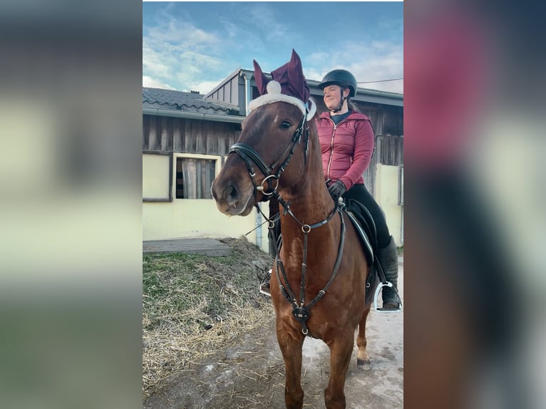 KWPN Gelding 4 years 16,2 hh Chestnut-Red in Pelmberg