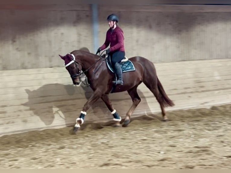 KWPN Gelding 4 years 16,2 hh Chestnut-Red in Pelmberg