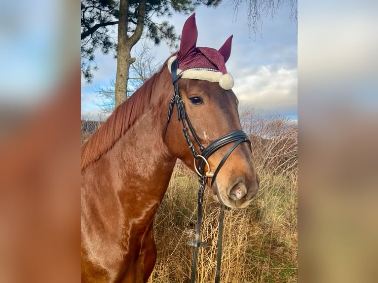 KWPN Gelding 4 years 16,2 hh Chestnut-Red in Pelmberg