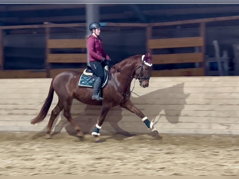 KWPN Gelding 4 years 16,2 hh Chestnut-Red in Pelmberg