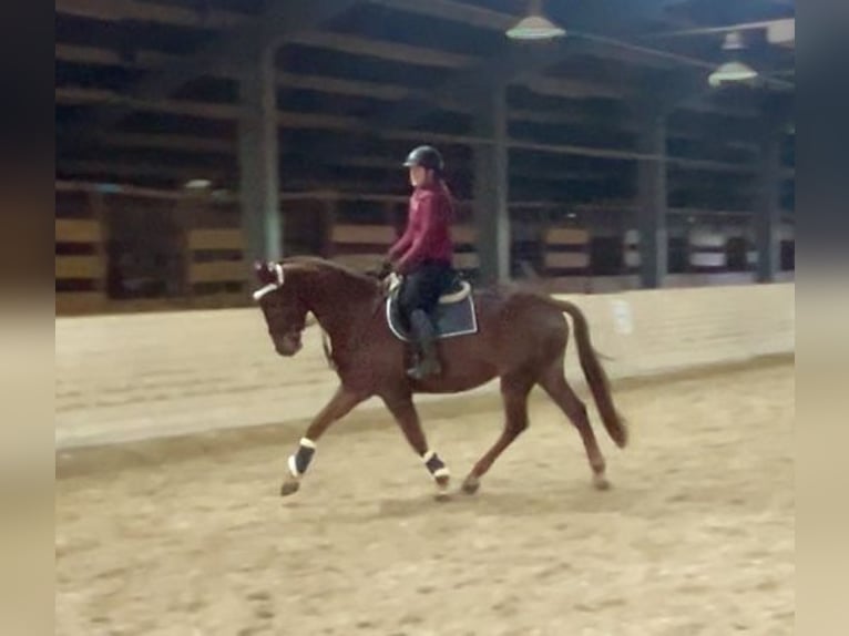 KWPN Gelding 4 years 16,2 hh Chestnut-Red in Pelmberg