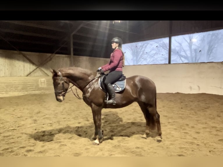 KWPN Gelding 4 years 16,2 hh Chestnut-Red in Pelmberg