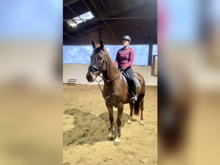 KWPN Gelding 4 years 16,2 hh Chestnut-Red in Pelmberg