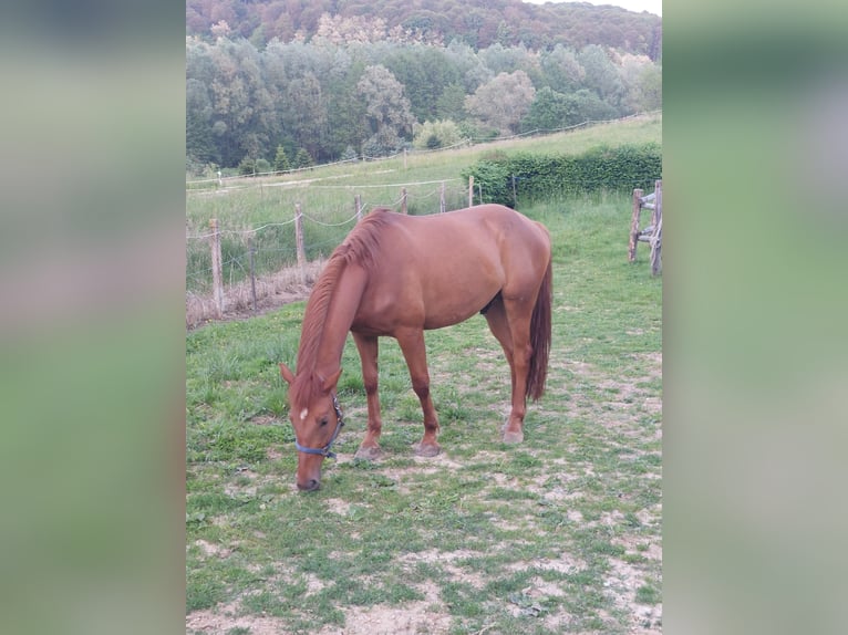 KWPN Gelding 4 years 16,2 hh Chestnut-Red in Velinci