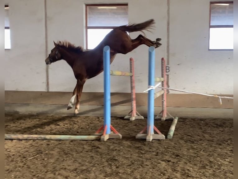 KWPN Gelding 4 years 16,2 hh Chestnut in Bekescsaba