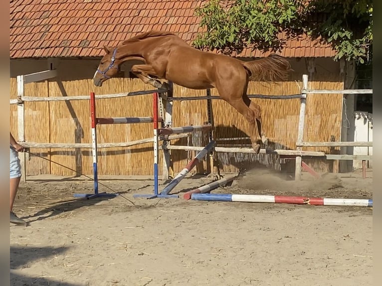 KWPN Gelding 4 years 16,2 hh Chestnut in Bekescsaba