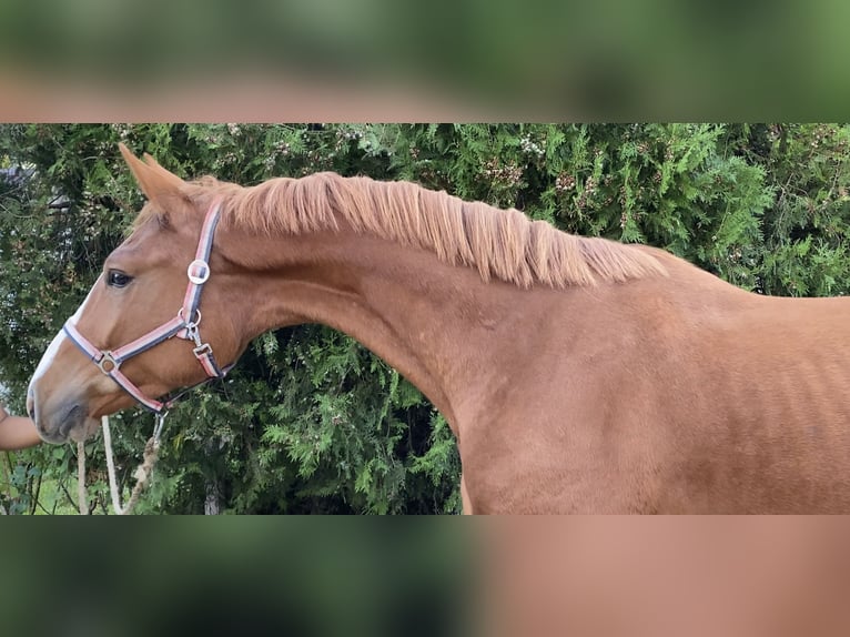 KWPN Gelding 4 years 16,2 hh Chestnut in Bekescsaba