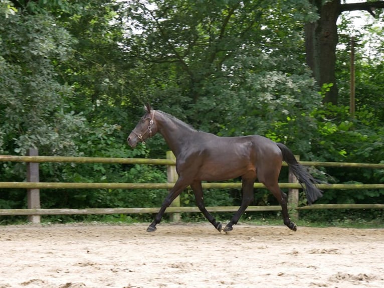 KWPN Gelding 4 years 16,2 hh in Dorsten