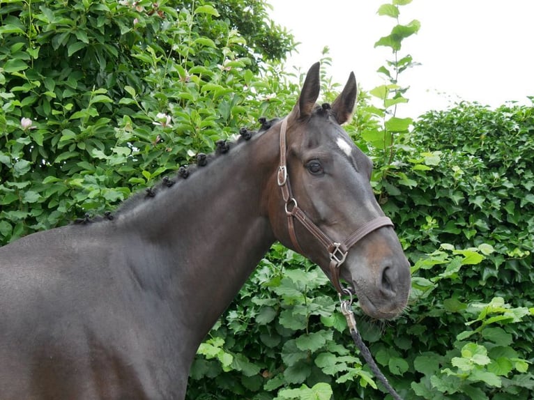 KWPN Gelding 4 years 16,2 hh in Dorsten